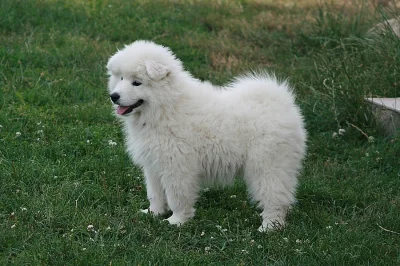 samojed štěně